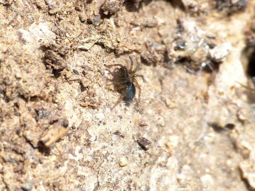 Lycosoides coarctata con ovisacco (ovisacchi?) - Tolfa (RM)